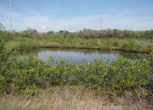 Wetland bordered by plants with blue sky above.