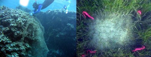 Diver and damaged seagrass. NOAA.