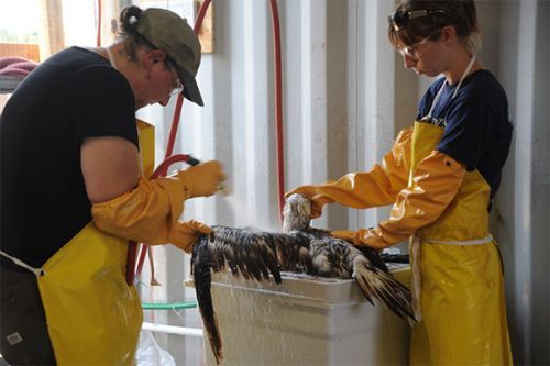 Two people hosing a bird in a sink.