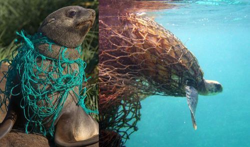 Animals entangled in nets. NOAA.