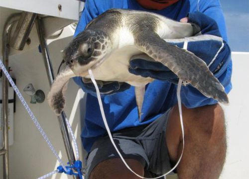 Sea turtle being held with string in mouth.