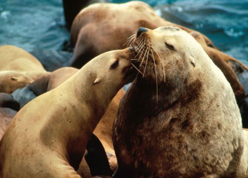 Two Steller sea lions. Image credit: NOAA.