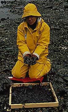 Photo: NOAA biologist examines live adult clams from oiled beach.