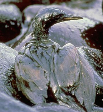 Photo: Oiled cormorant on a rocky, oil-covered shore.