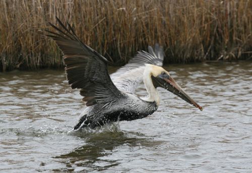 Pelican escaping oiled waters after Eagle Otome spill.