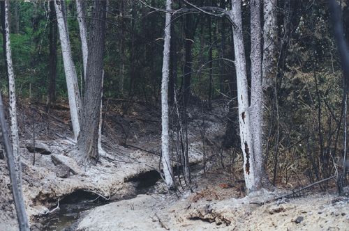Scorched vegetation along Whatcom Creek.