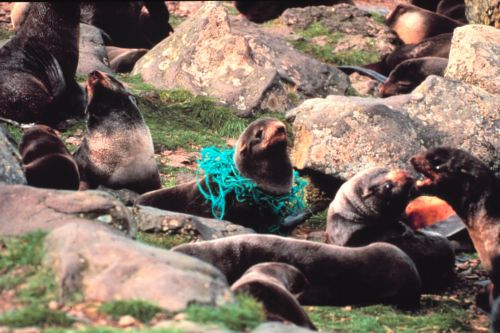 Furseals entrapped by marine debris.