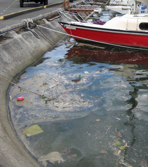 Marine debris, washed into the marina through storm drains and street runoff.