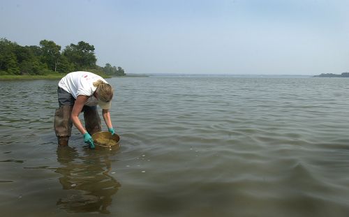 Scientist samples sediments after PEPCO spill.