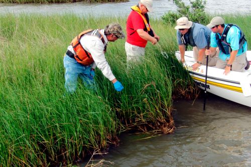 Photo: Assessing marsh damage in Louisiana.