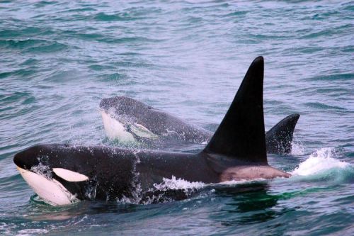 Orcas.