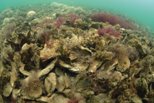 An oyster reef.