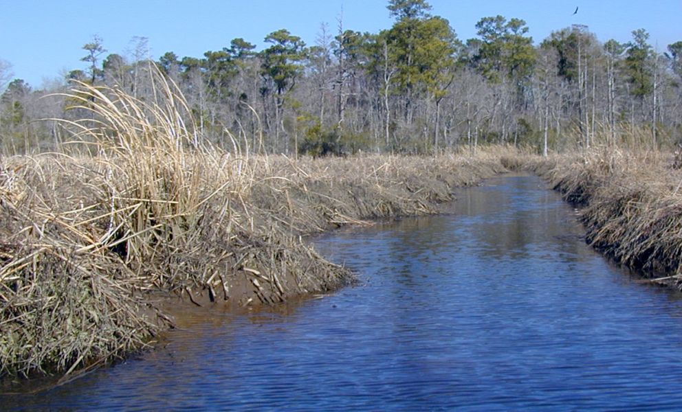 Restored wetland in North Carolina in winter.