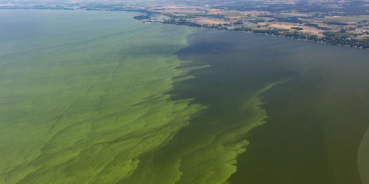 A harmful algal bloom in water.