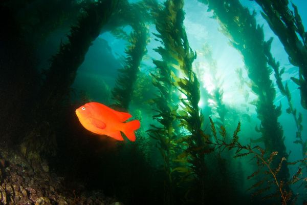 A bright orange fish in underwater kelp forest in California. Image credit: NOAA.