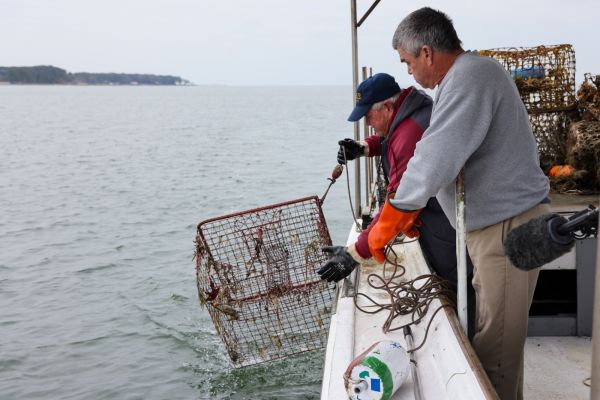 Two people pulling up a derelict crab trap on the side of a boat.