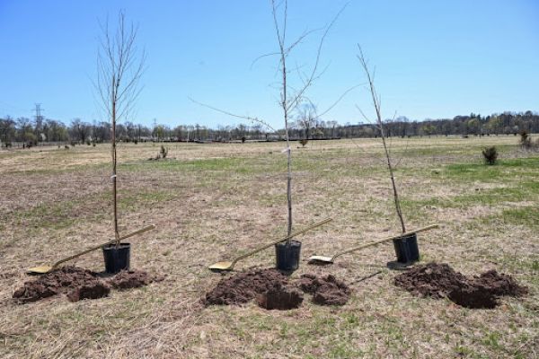 Three tree saplings are shown recently planted.