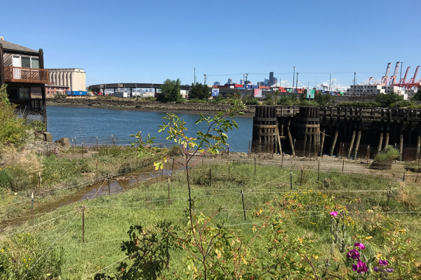 A view of an urban waterfront featuring a calm river and fencing around green habitat in the foreground. Industrial structures, shipping containers, and cranes dominate the background skyline under a clear blue sky.
