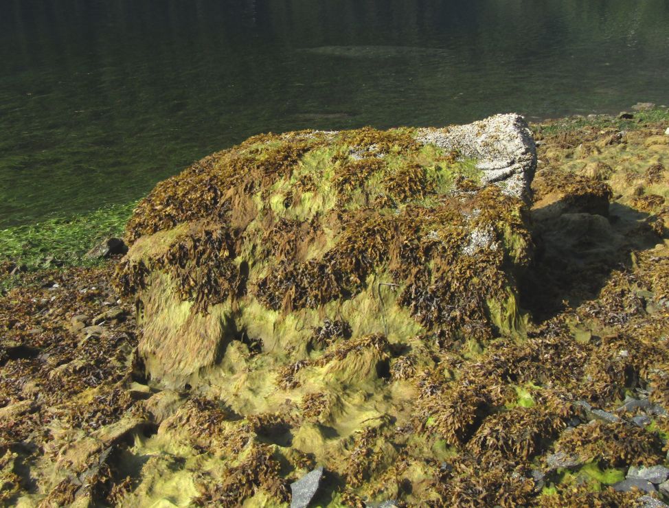 Intertidal boulder with a heavy cover of Fucus (rockweed) and a filamentous algae.