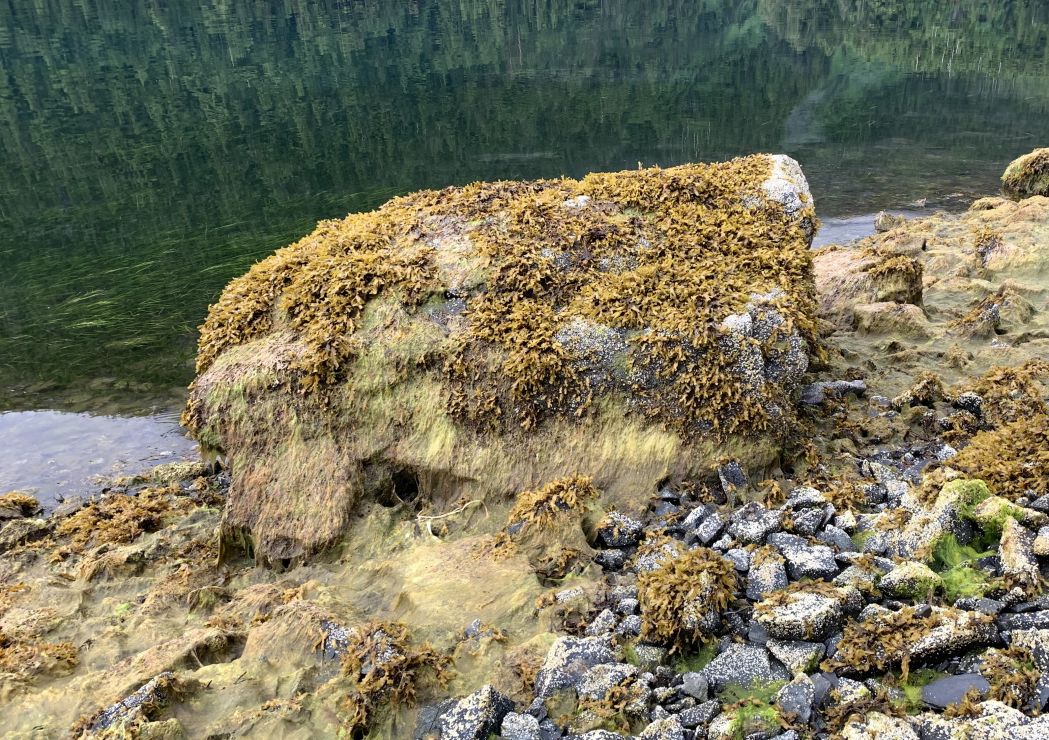 Intertidal boulder with Fucus (rockweed) covering about half of the rock surface.