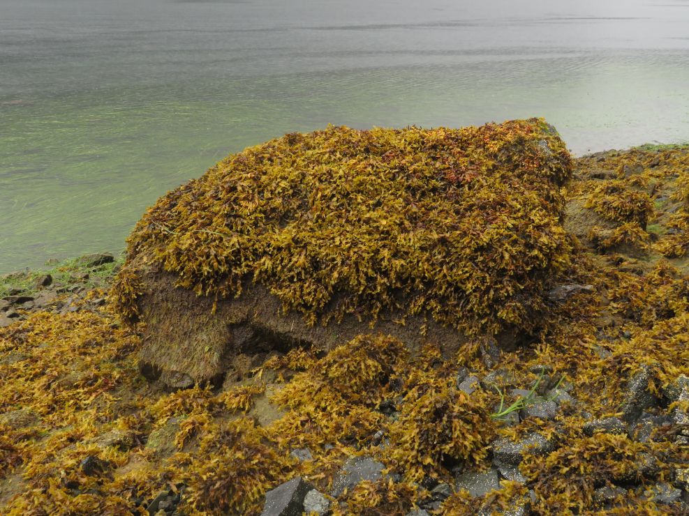Intertidal boulder with Fucus (rockweed) covering nearly all of the rock surface.
