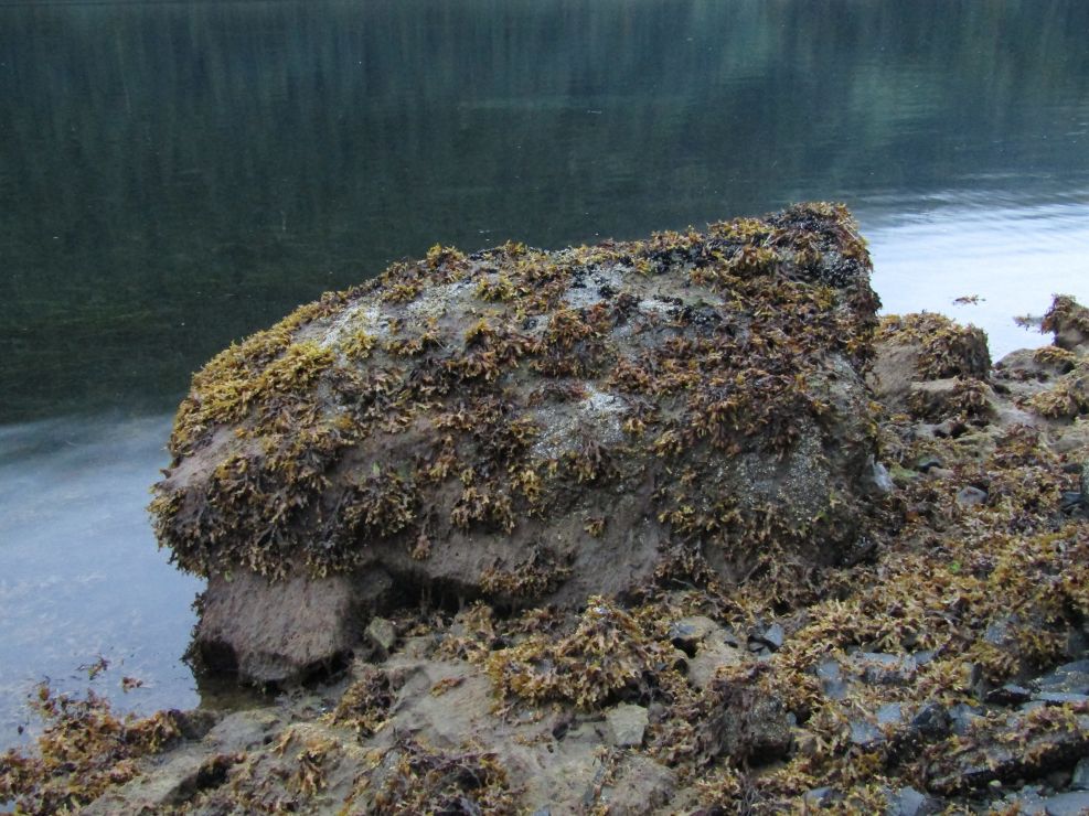 Intertidal boulder with moderate cover of Fucus (rockweed) and a filamentous algae.