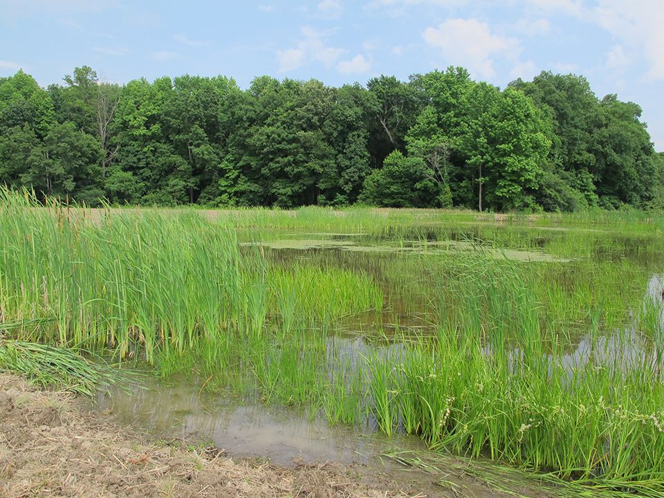 Wetland with trees in background.