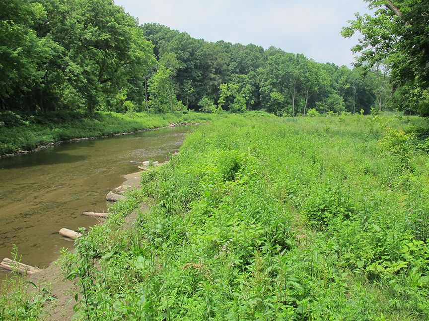Shoreline of creek with stabilizing structures.