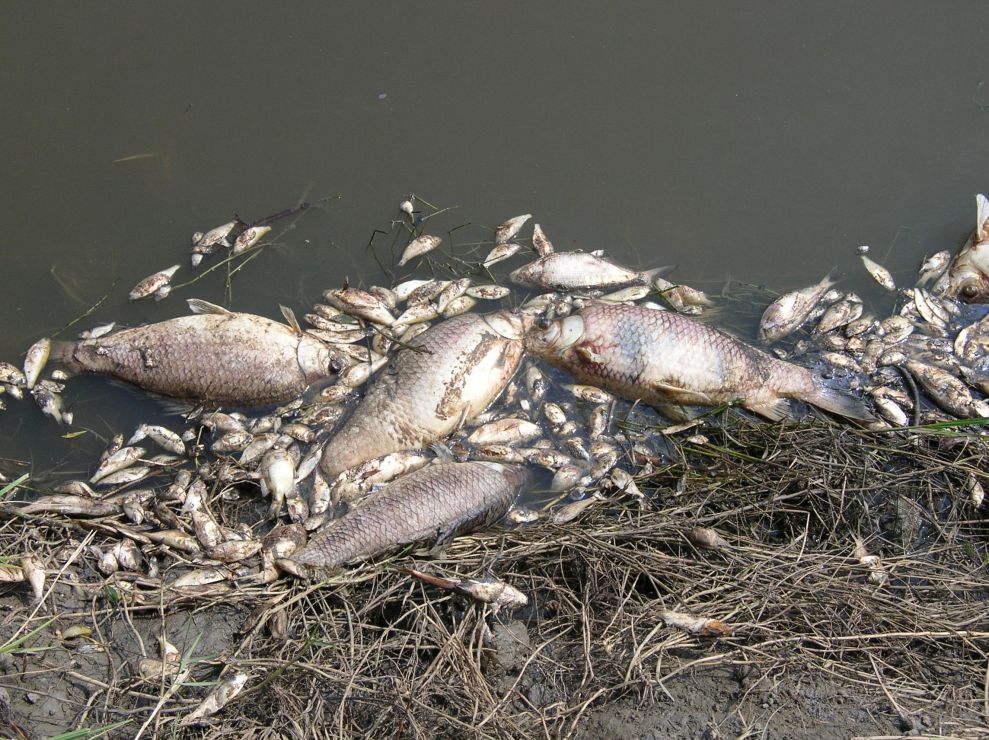Dead fish at water's edge.