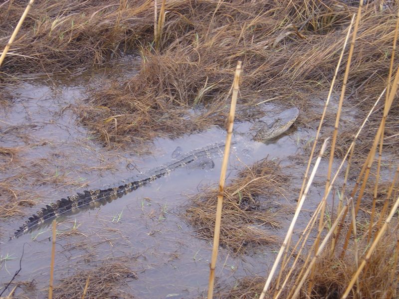 Alligator submerged in water.