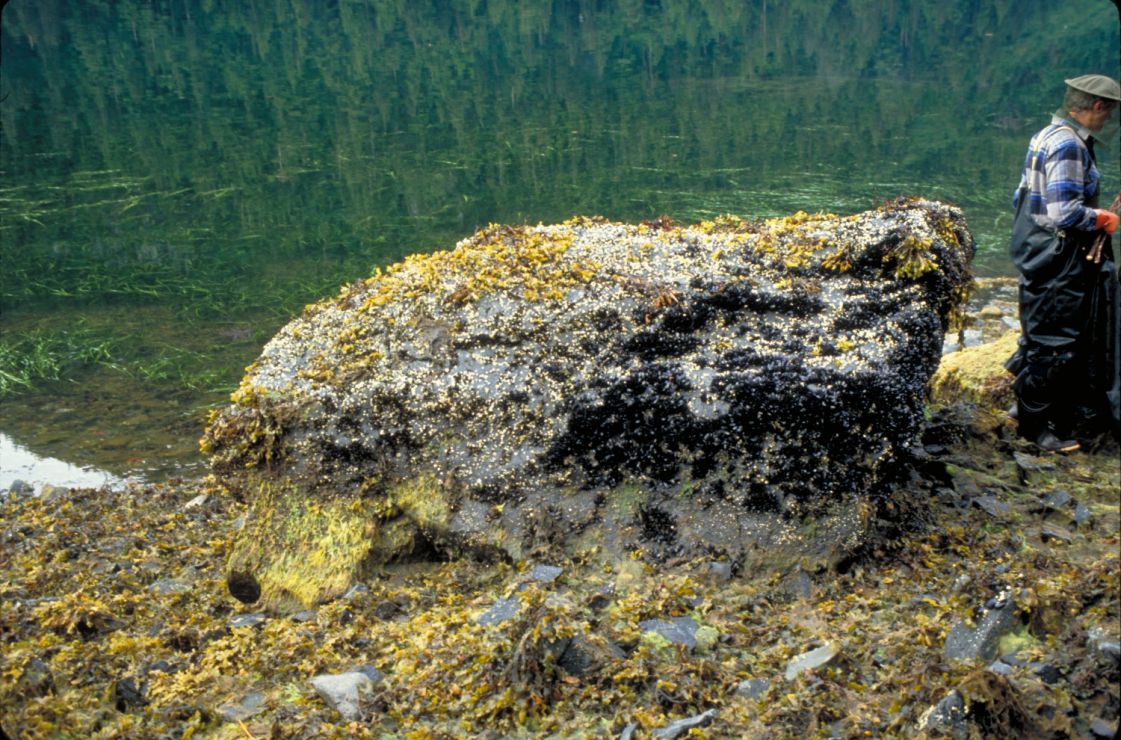 Algae covers about 20% of the boulder's surface.