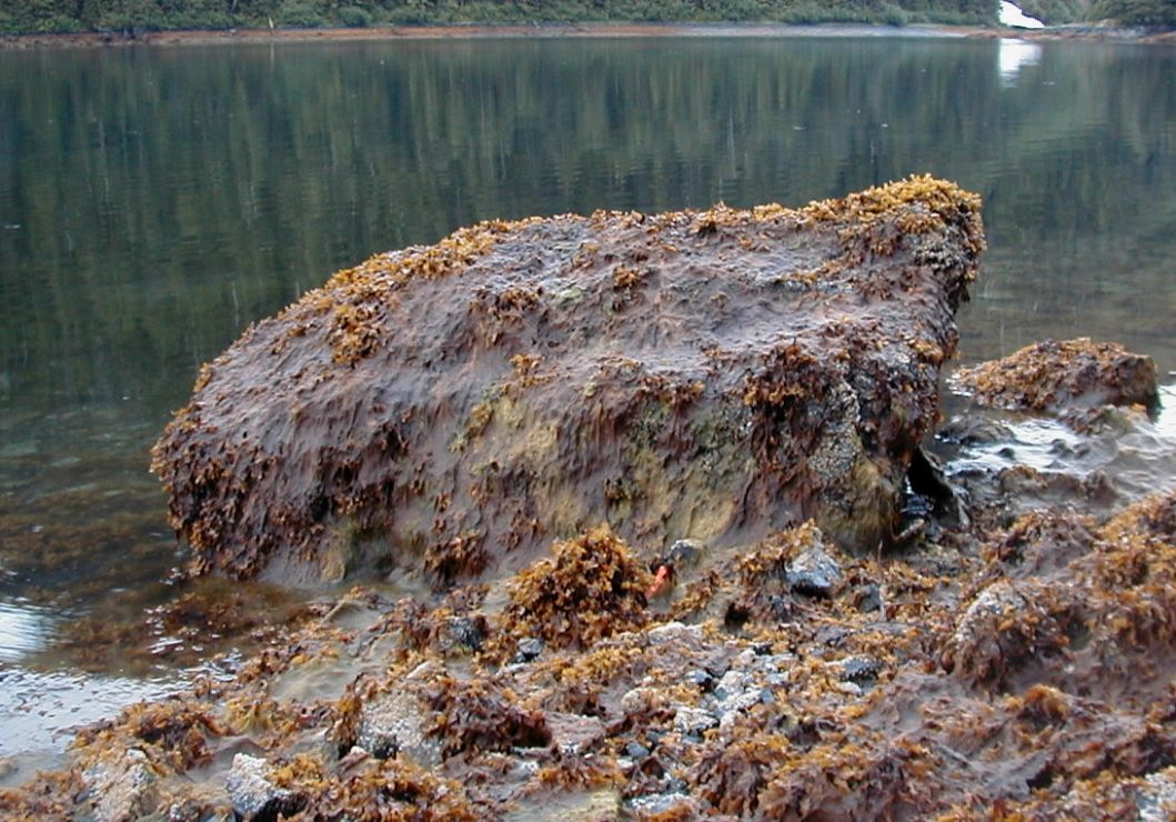 A heavy cover of a grayish, slimy seaweed has joined the algae on the boulder.