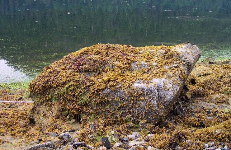 Boulder covered in young algae and thick with barnacles but no mussels.