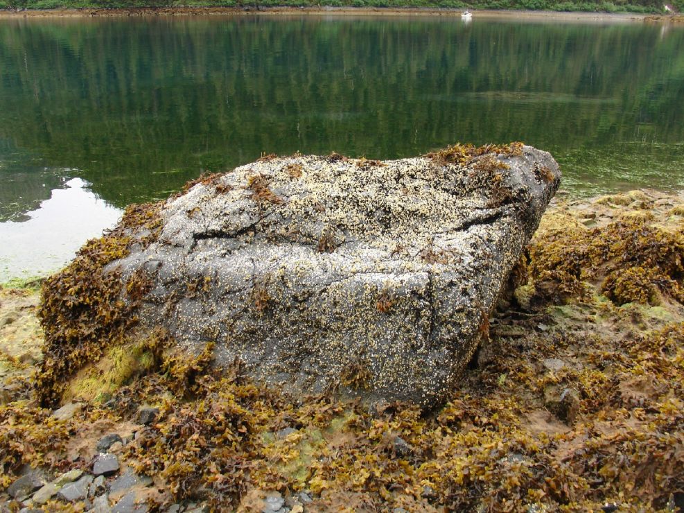 Boulder with some Fucus (rockweed) plants.