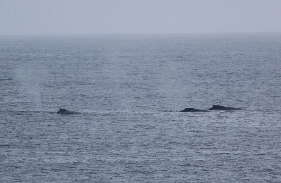 Three humpback whales surface in the ocean.