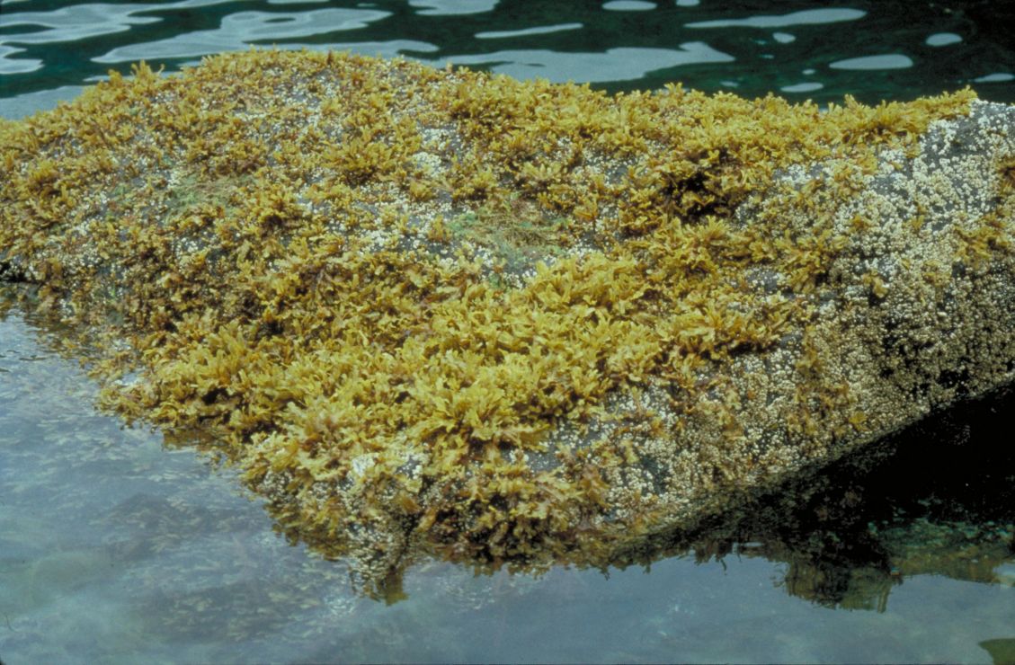 Boulder partially submerged in water and covered in algae.