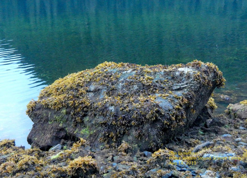 Intertidal boulder half covered by Fucus and 20% covered by barnacles and algae.
