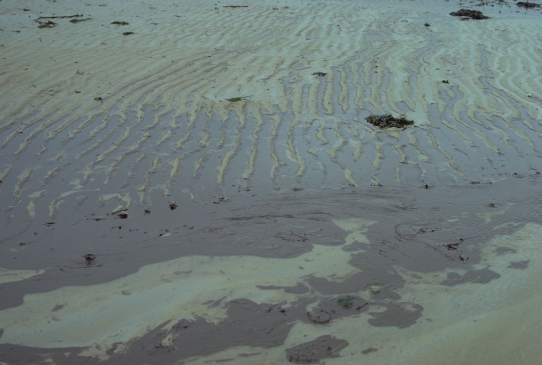 Photo: A swath of brown oil on wet sand.