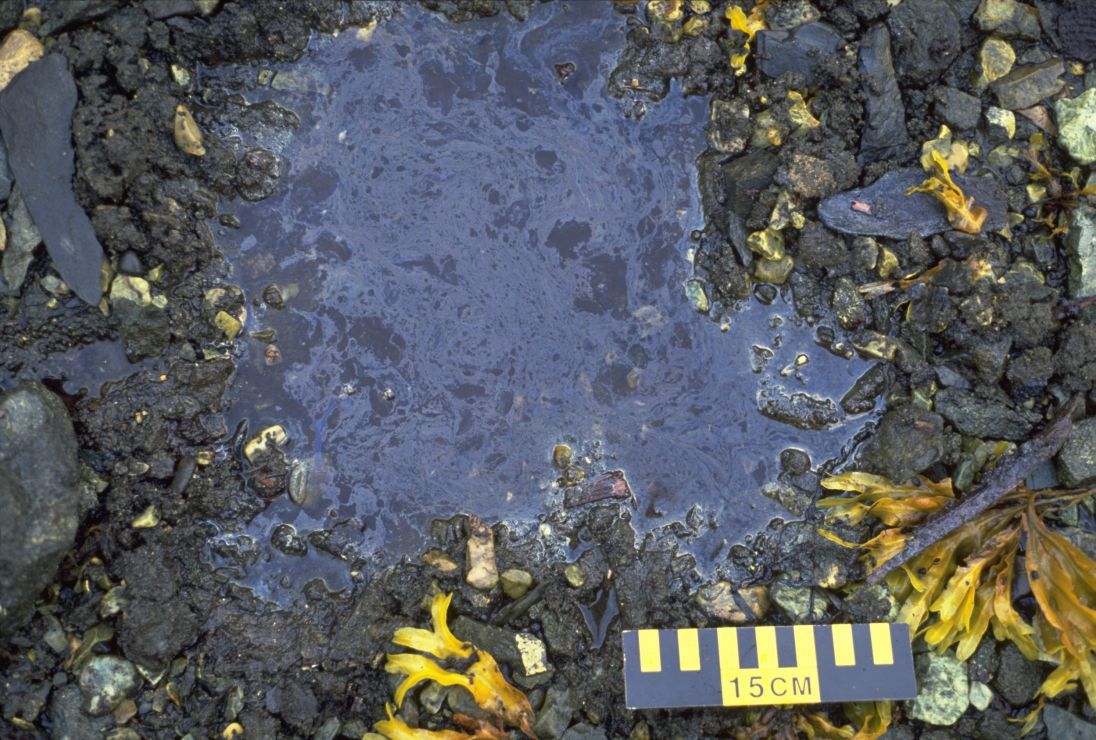 Photo: Pool of water with a thin sheen of oil floating on the surface.