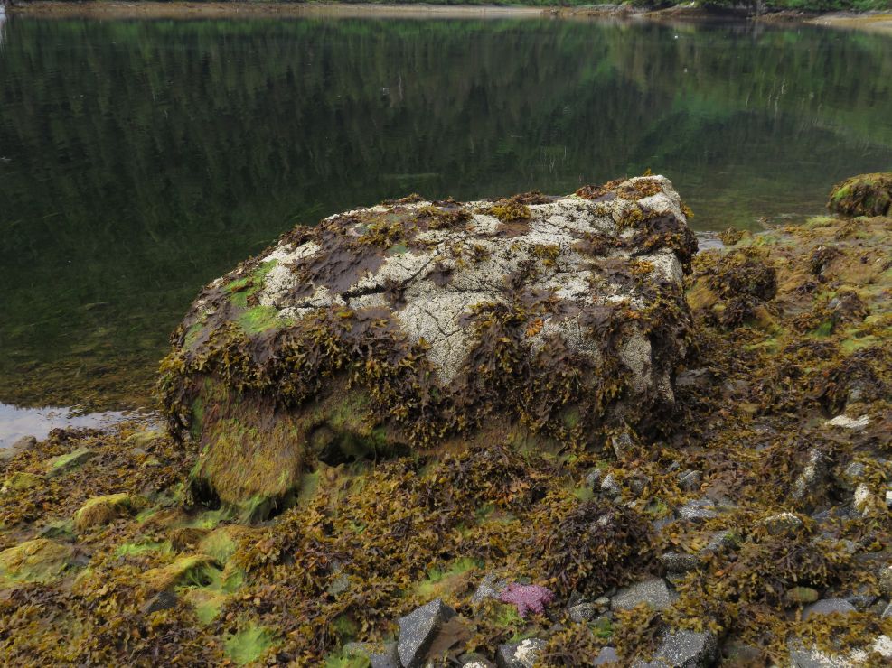 Intertidal boulder with a heavy cover of barnacles.