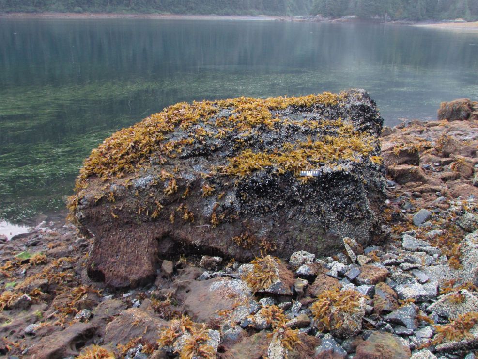 Intertidal boulder with a more vigorous cover of Fucus (rockweed) and mussels.
