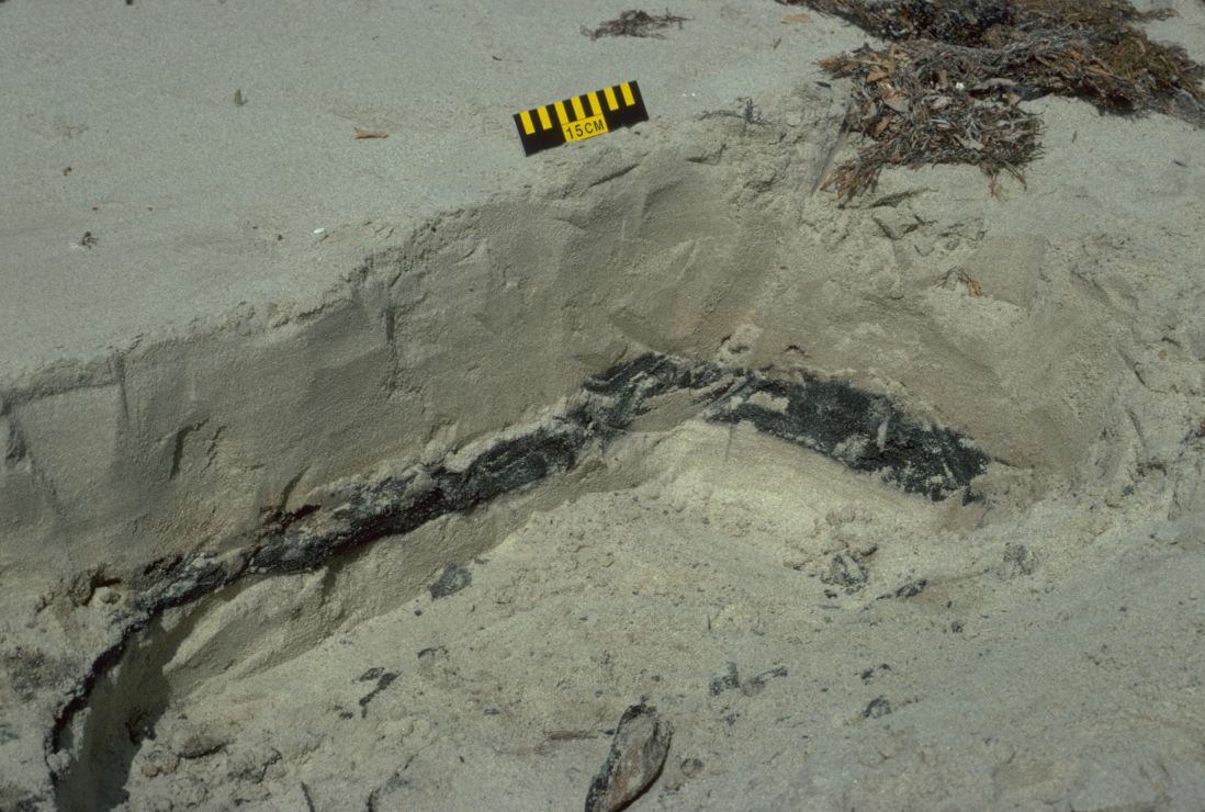 Photo of trench in sand showing a thick layer of oil deep under the sand.