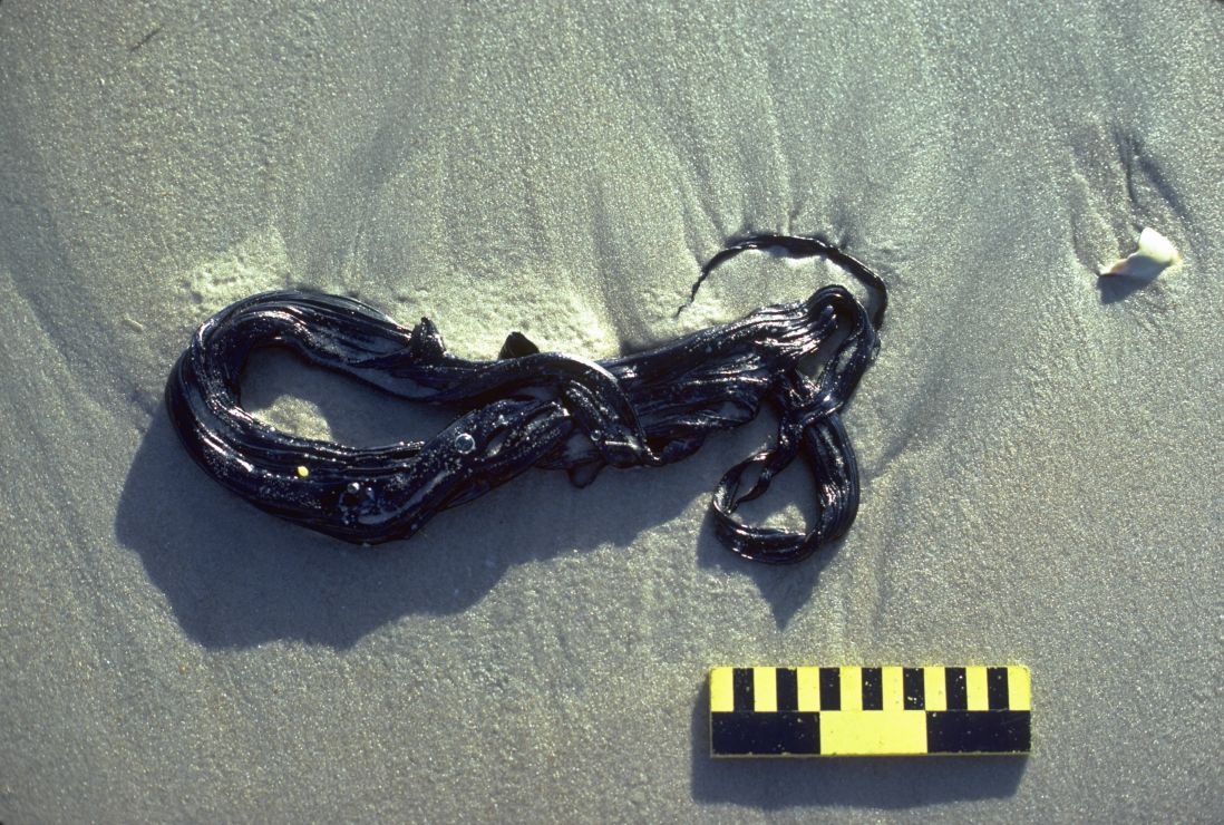 Photo: A strand of twisted tar on fine sand.