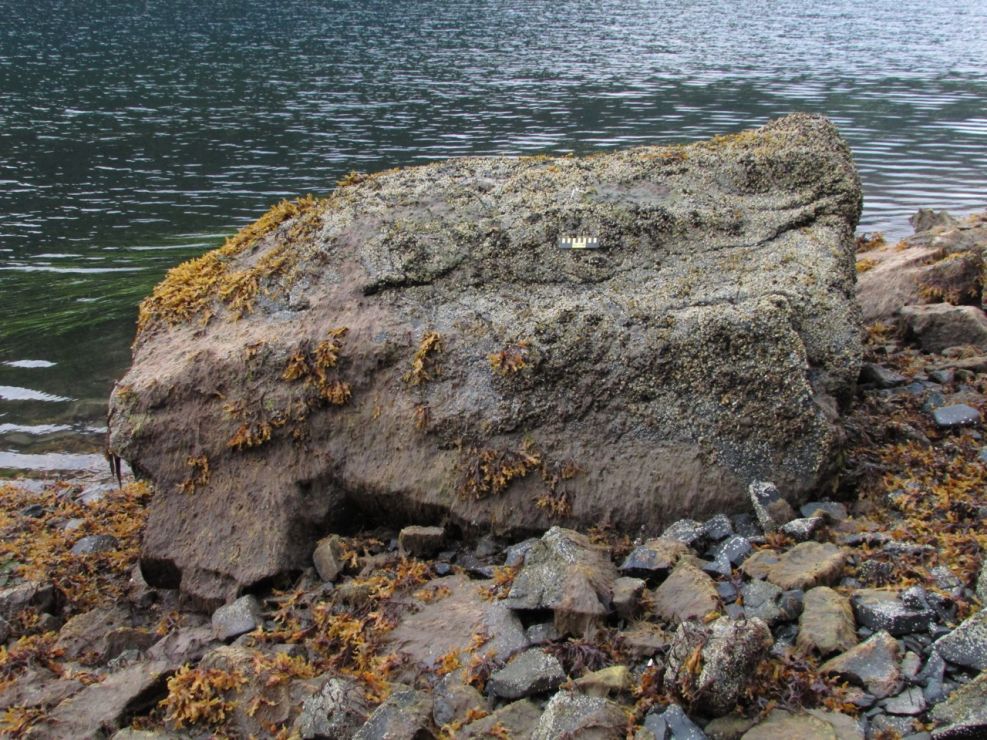 Intertidal boulder with a scant cover of Fucus (rockweed) and barnacles.