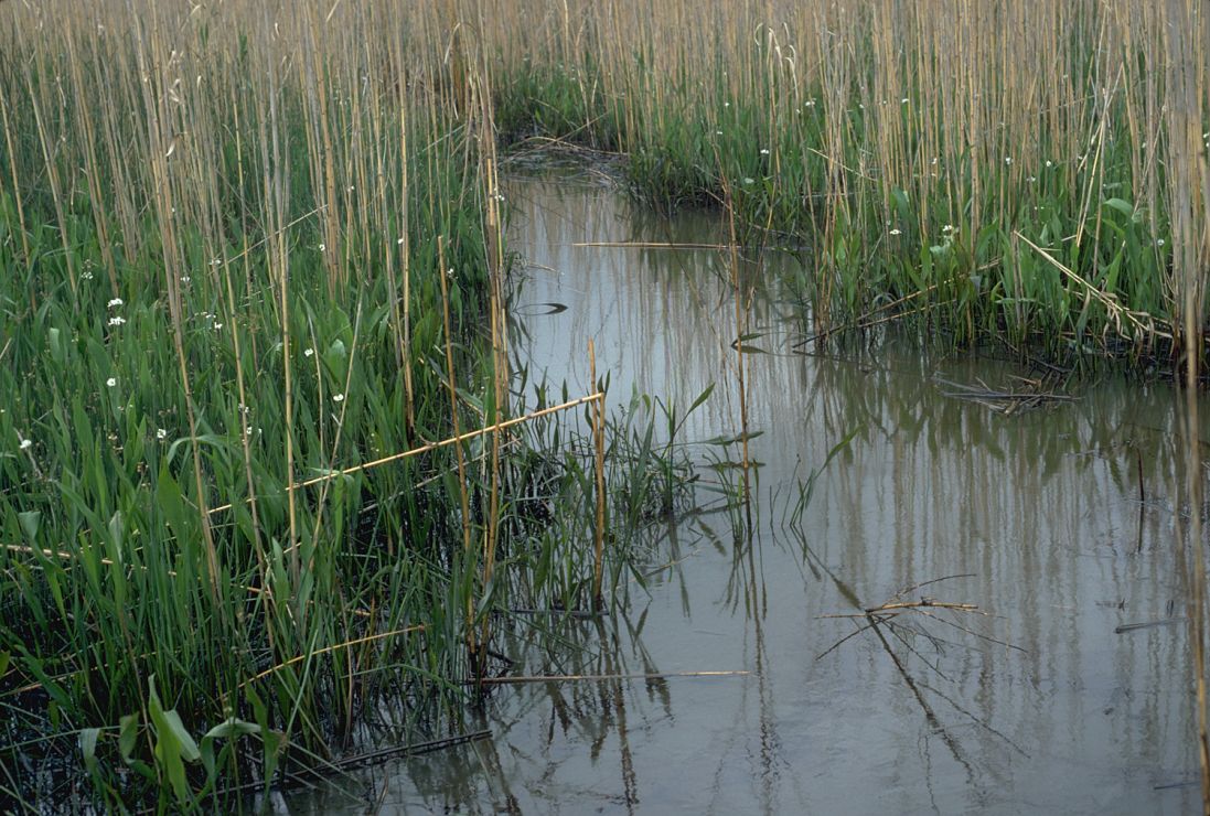 Photo: Marsh grasses.