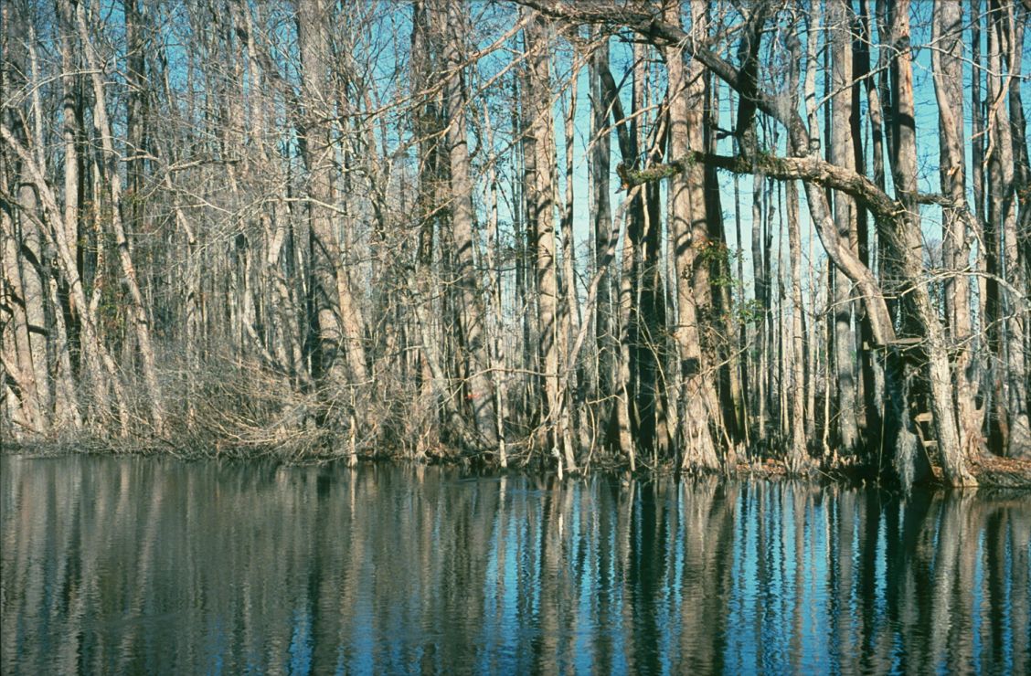 Photo: Trees in swamp.