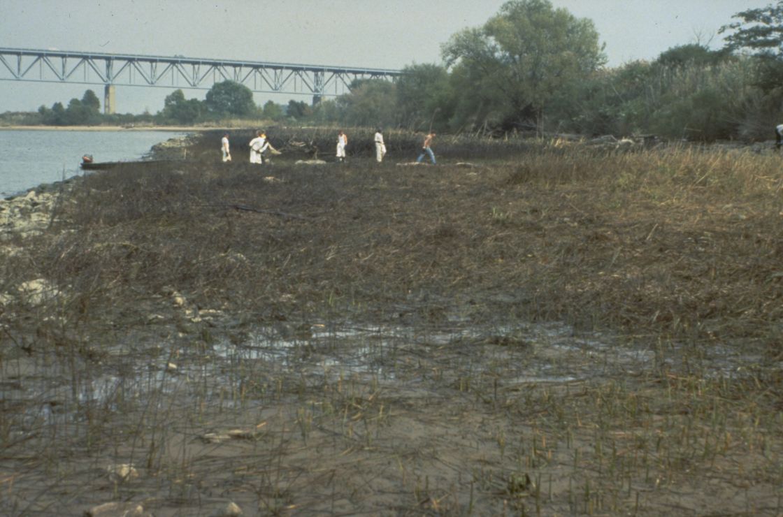 Photo of workers on a shore of oiled grasses.