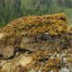 Intertidal boulder with heavy cover of Fucus (rockweed).