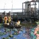 Workers using pom-poms to absorb floating oil by the river’s edge.