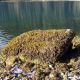 Boulder completely covered by a thick growth of adult Fucus (brown seaweed).
